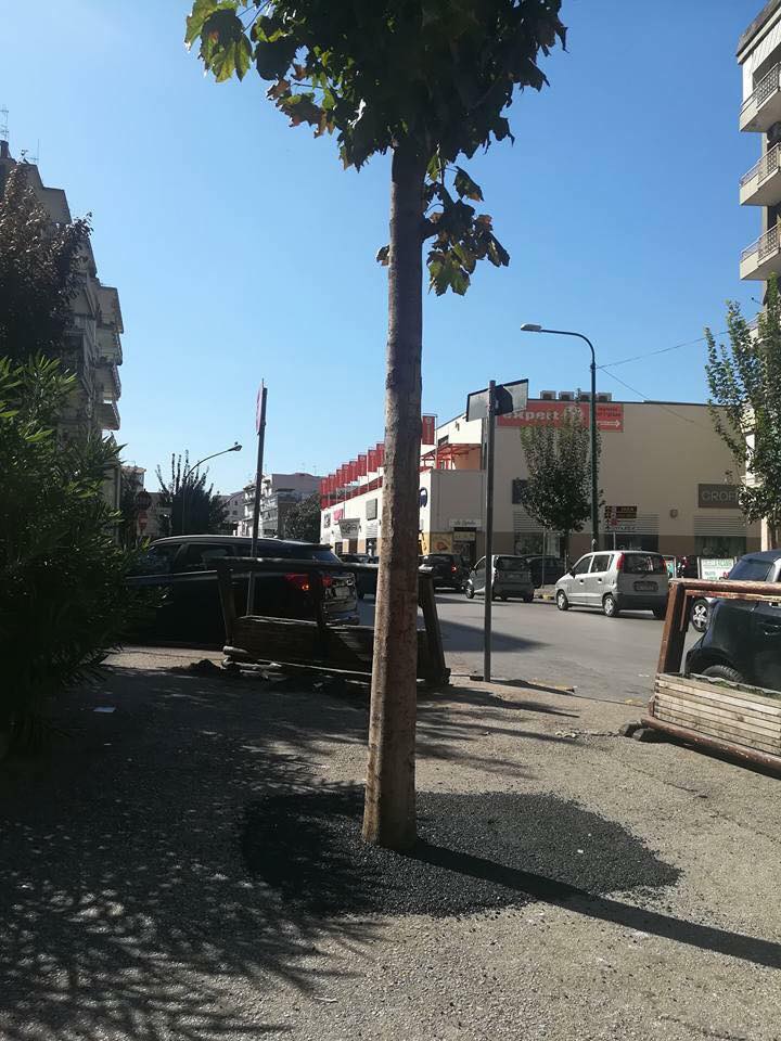 Casoria, un albero è stato cementificato nel terreno. La consigliera Vignati:”Non si poteva transennare invece di asfaltarlo!?!”