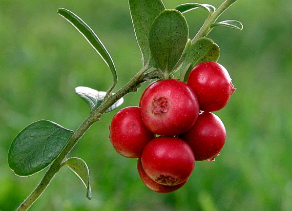 Cranberry: un valido rimedio contro la cistite