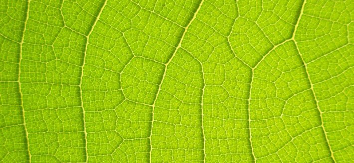 Clorofilla il sangue verde delle piante che aiuta a difenderci dall’attacco dei batteri