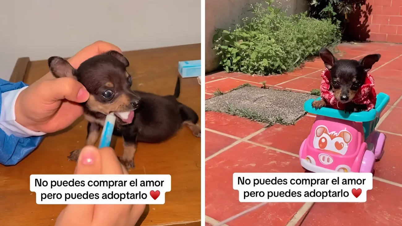 trova cucciolo abbandonato salva