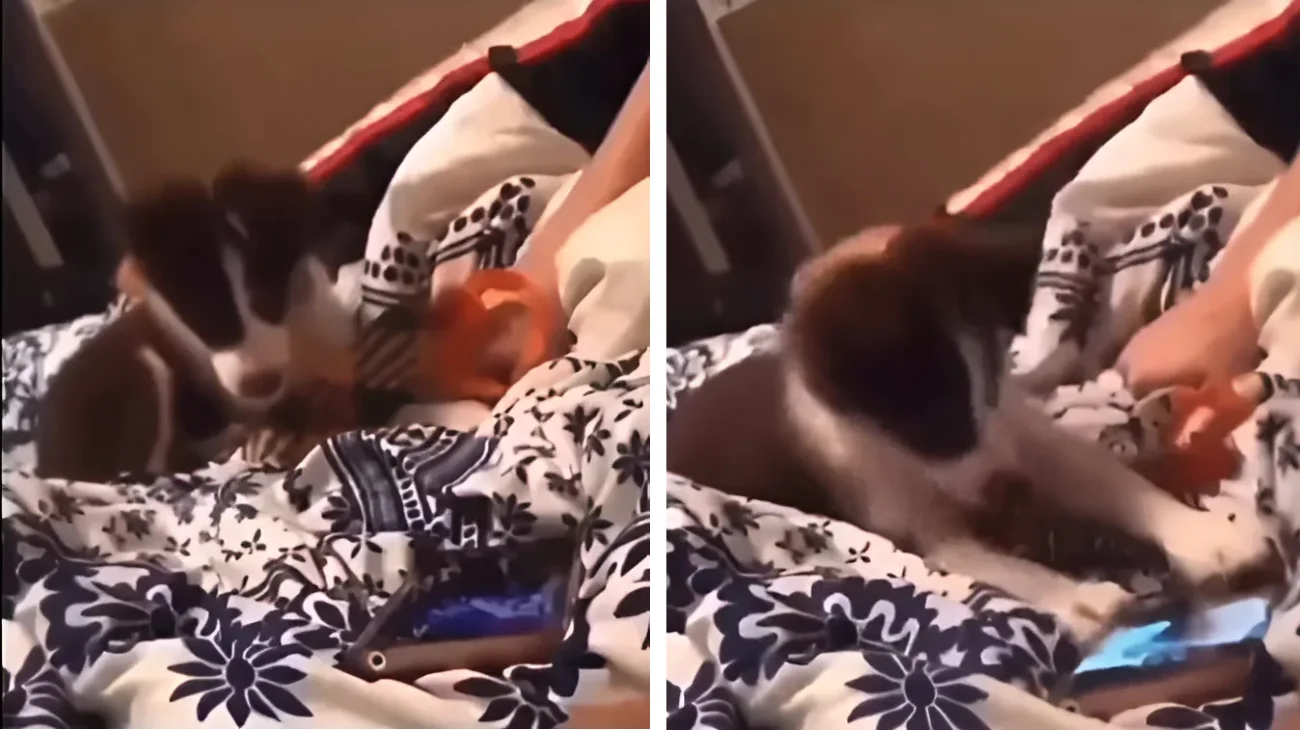 cucciolo non vuole che padrona si svegli