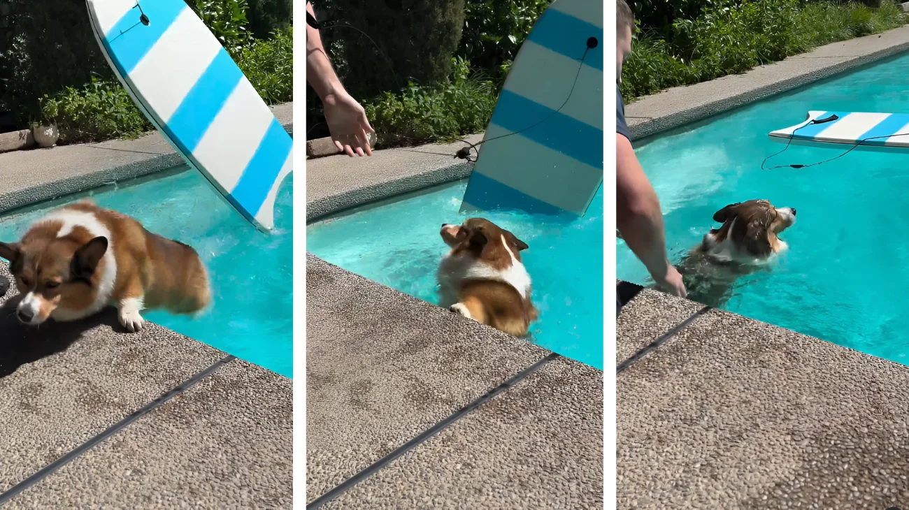 corgi tuffo in piscina