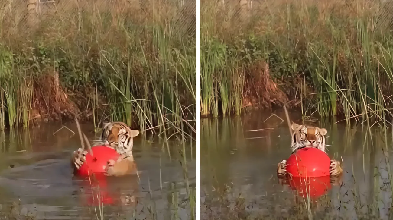 tigre gioca con la palla