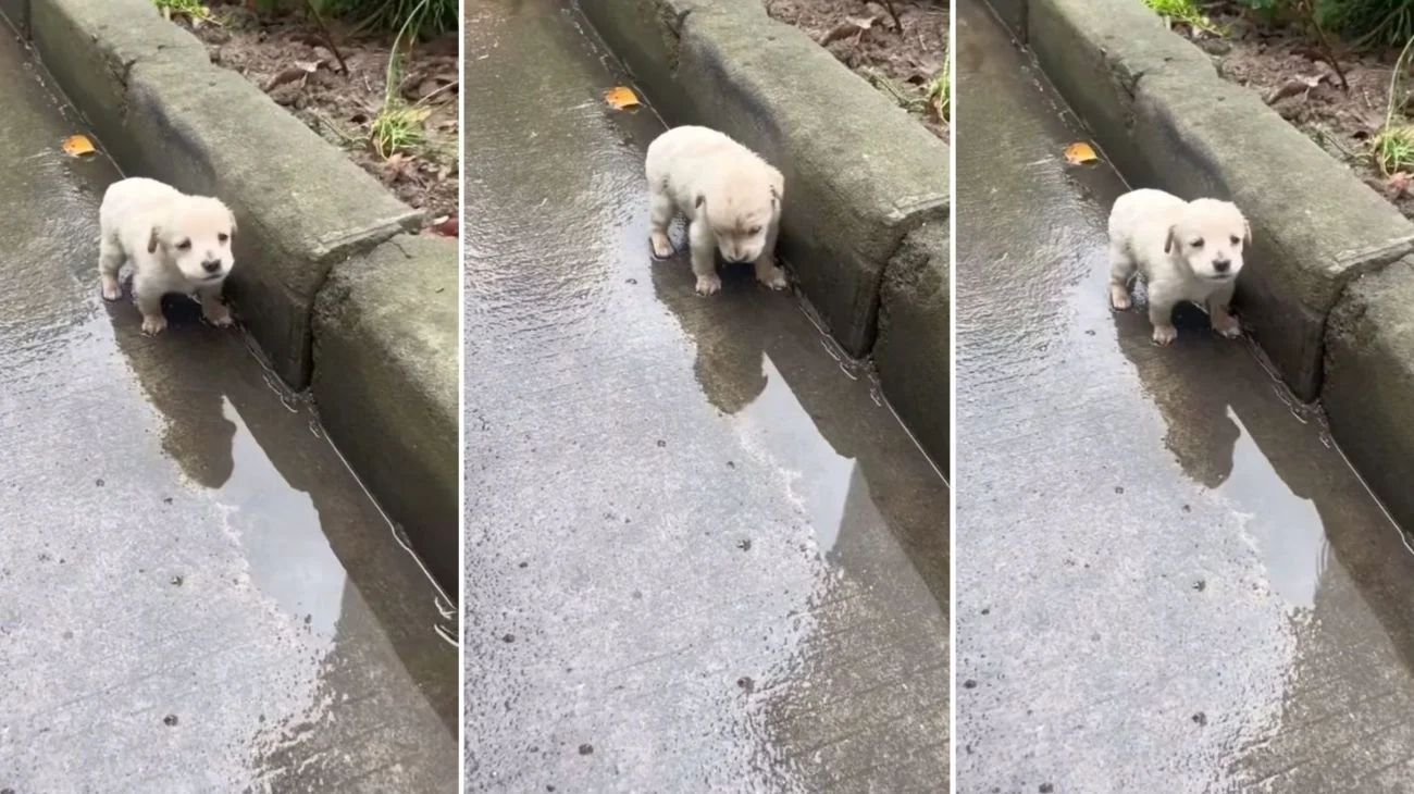 Cucciolo di cane abbandonato